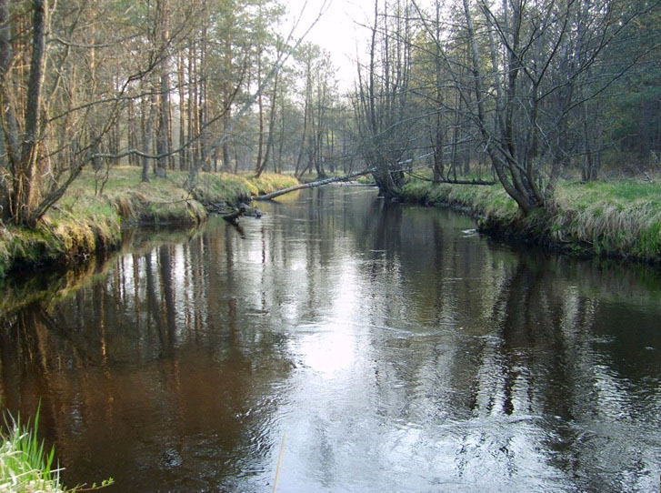 Перга